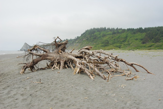 Big log on a beach