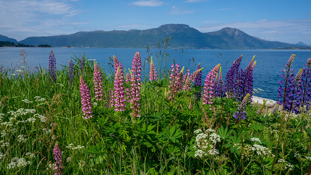 Fjords and Flowers - Norway