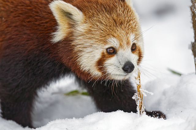 Red panda in the snow