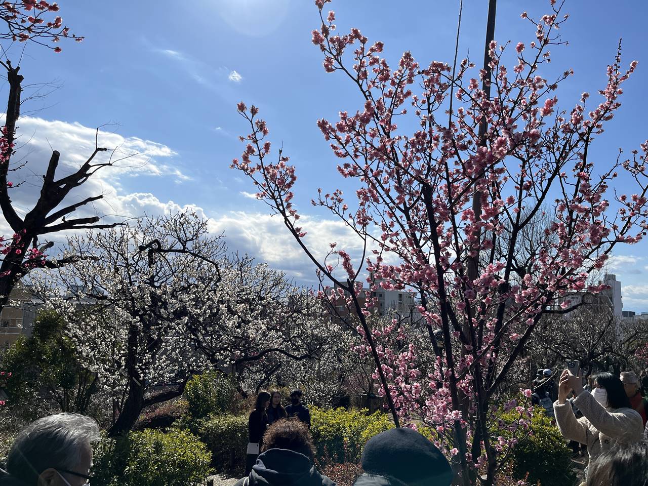 世田谷・羽根木公園 梅祭り