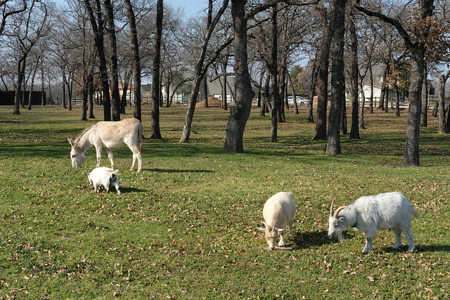 Suburban Livestock