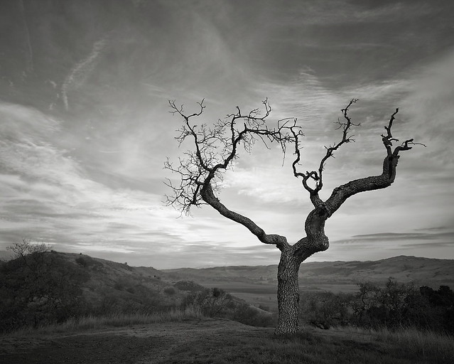 Oak Tree overlooking Coyote Valley