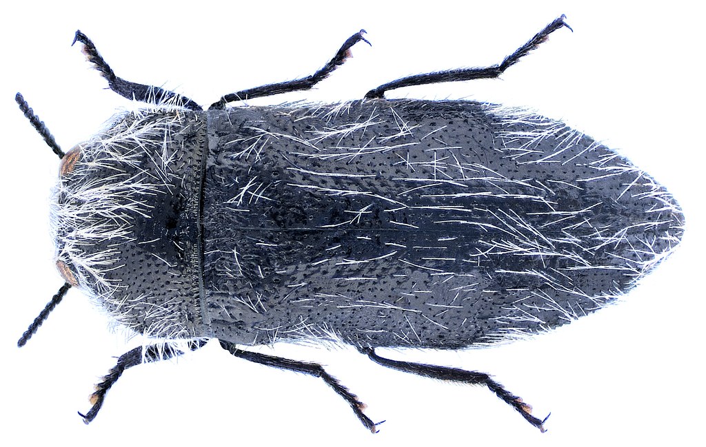 Acmaeoderella lanuginosa (Gyllenhal, 1817)