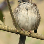 White-throat White-throated sparrow - Zonotrichia albicollis
Abundant at this site.