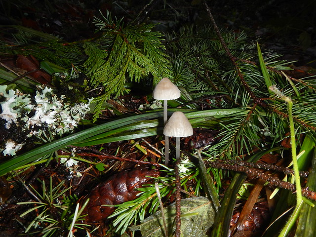 Oregon mushrooms - Powell Butte