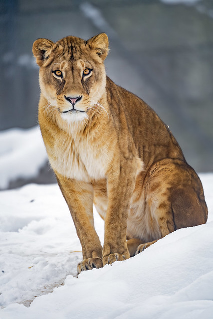 Lioness sitting