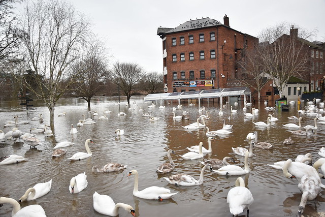 Swans on the Swollen Severn