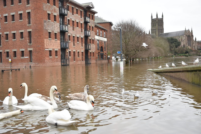 Seven Swans on the Severn