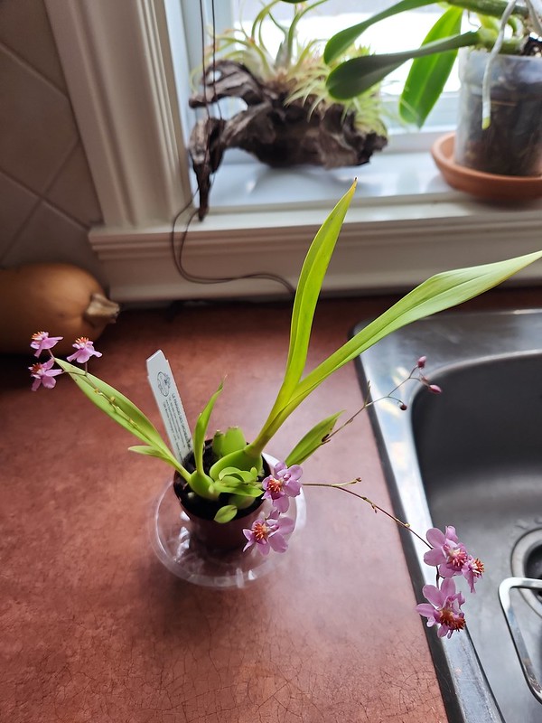 Guidouneries orchidophiles 2020 --> 2023 - Page 24 53523044493_8c677113b0_c