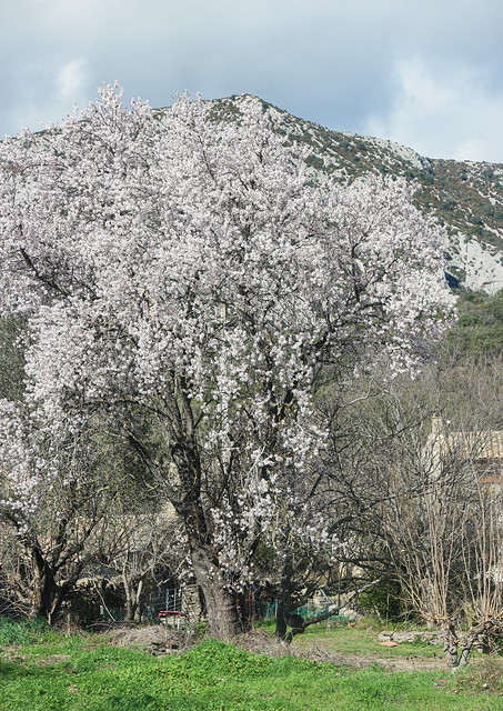 Primavera adelantada en Rodellar (Sierra de Guara, Huesca), Spain