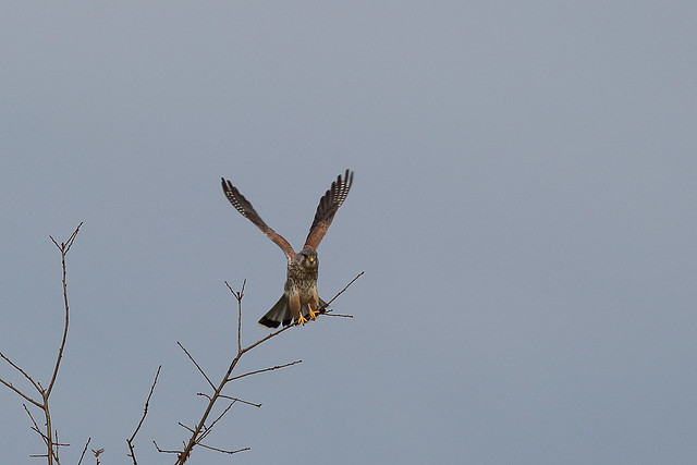 Faucon crécerelle Falco tinnunculus Common Kestrel