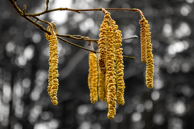 2024 (365 challenge No. 2) - Week 7 (first signs of spring) - Day 2 - catkins
