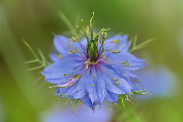 blue nigella flower