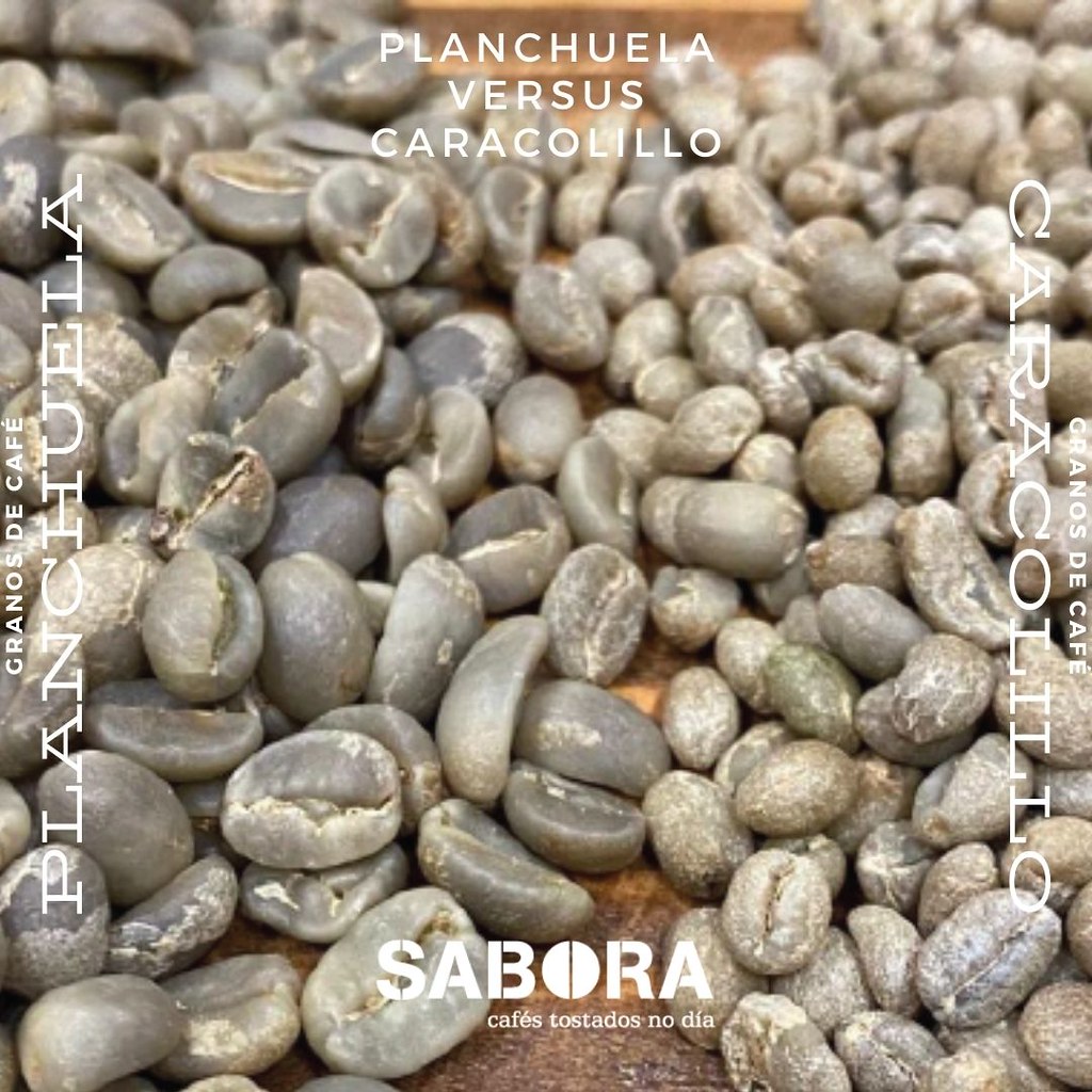 Caracolillos Versus Planchuelas - Infografía Granos de Café