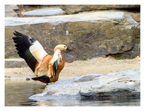 Ruddy Shelduck (Female) at Duke Garden #2