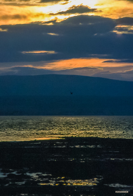 Looking southwards across the Moray Firth  in a winter sunset. Wildfowl feeding at low tide, from near to the village of Avoch, Black Isle, Easer Ross, Scotland.