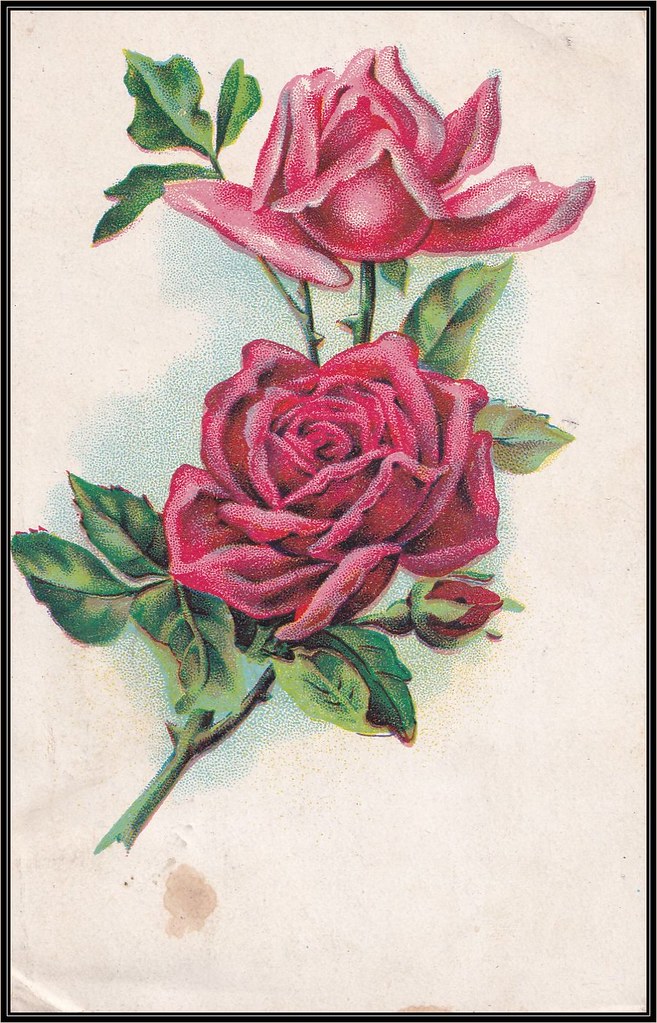 c. 1912 G.G.K. - Gesellschaft fuer Graphische Kunst (No. 177) Postcard - Beautiful Red Roses