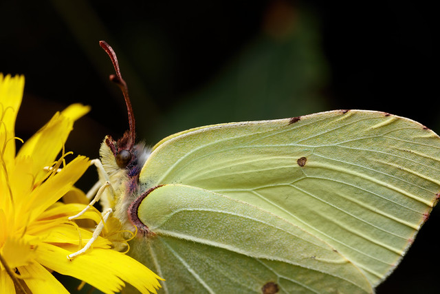 Lemon Butterfly, Pt. 2 - _TNY_5837
