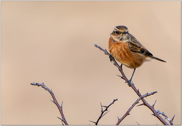 If only all birds were as obliging as the Stonechat.