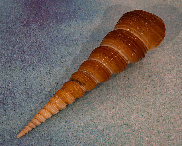Auger Shell 38 of 365 (Year 11)