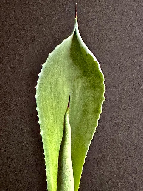 Mini agave