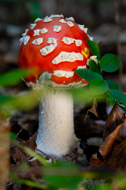 Little toadstool in the forest