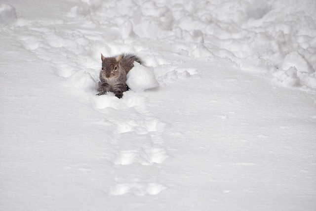snow squirrel 💙❄️