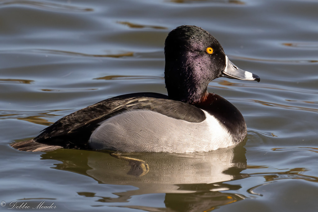 Male Ring-necked Duck!