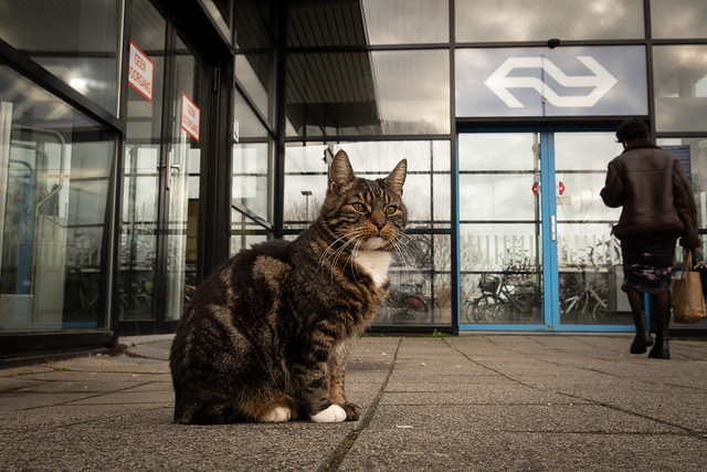 Clyde the stationcat