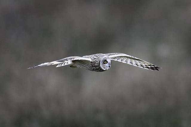 (155) Bird - Short-eared Owl - Worlingham Marshes