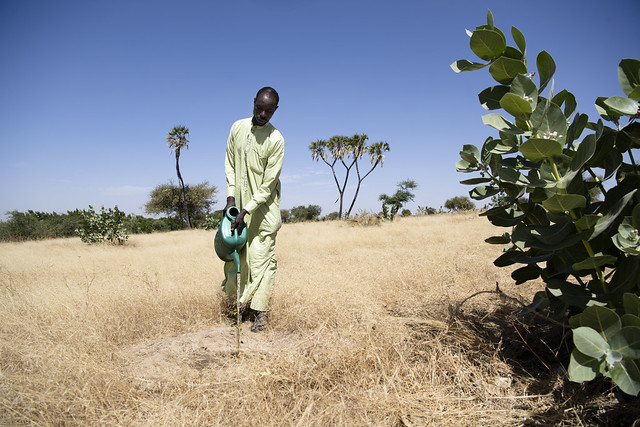 Tschadsee: Pflanzen gegen Wüstensand