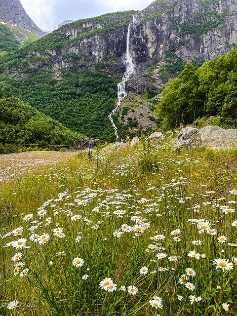 Flora, Trail from Briksdal Glacier, Norway-7500
