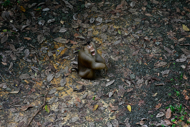 Gaping Male Macaque
