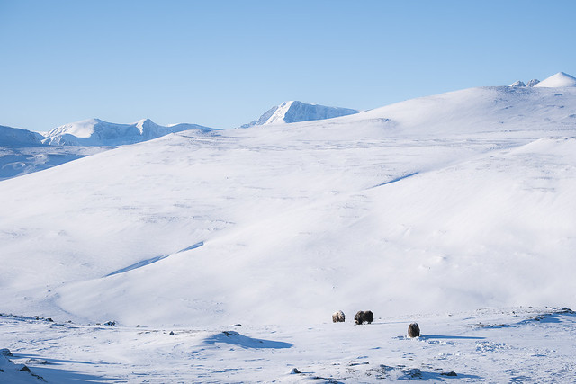 Muskoxen in the mountains