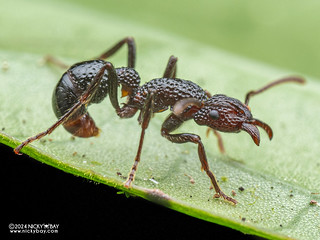 Ant (Stictoponera menadensis) - P1218922