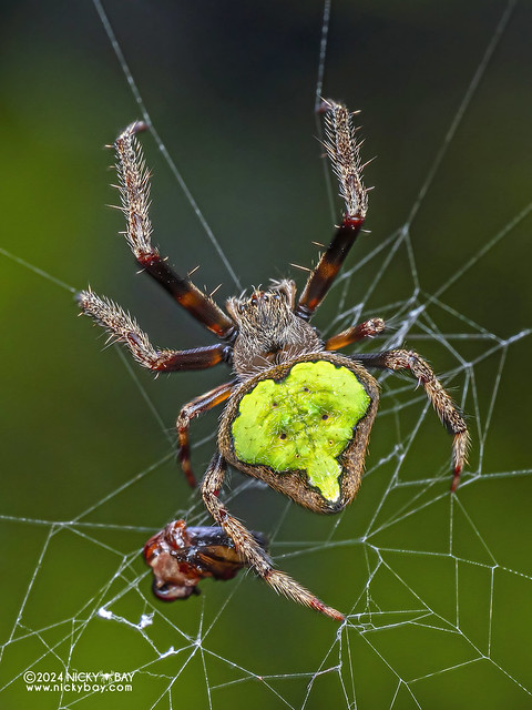 Orb weaver spider (Eriovixia poonaensis) - P1218905
