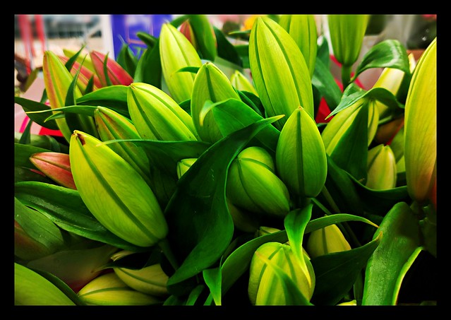 Flower Buds of lily