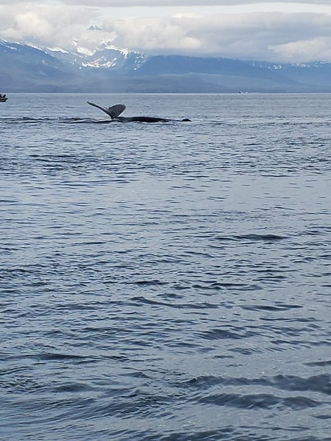 Whale Watching tours Alaska