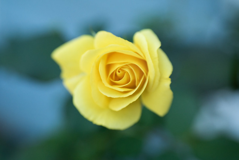 Cold Yellow Rose