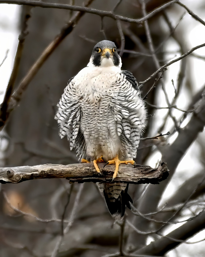 Peregrine Falcon, Newport Marina © Alan Bloom February 2, 2024