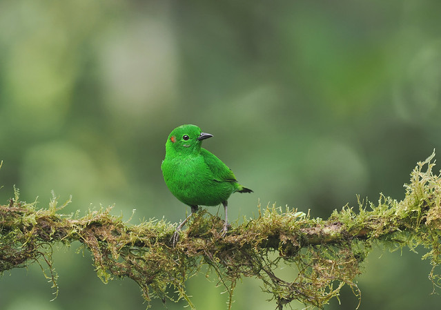 Glistening-green Tanager (Ecuador)