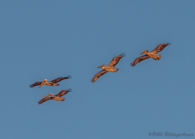 Pelican Flight of Four