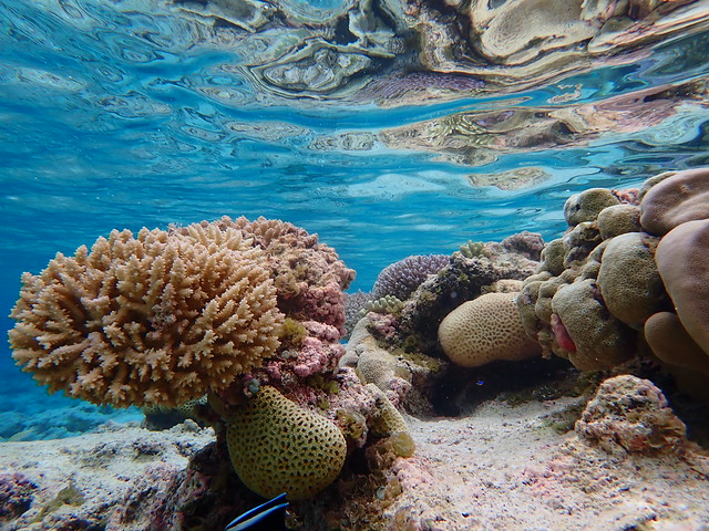 Rose Atoll coral