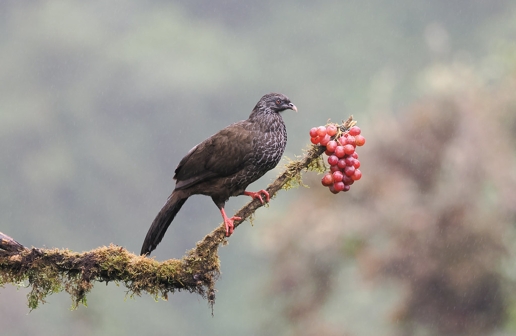 Andean Guan (Ecuador)