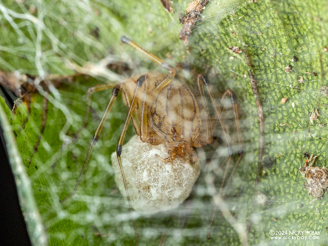 Spitting spider (Scytodidae) - P1219246