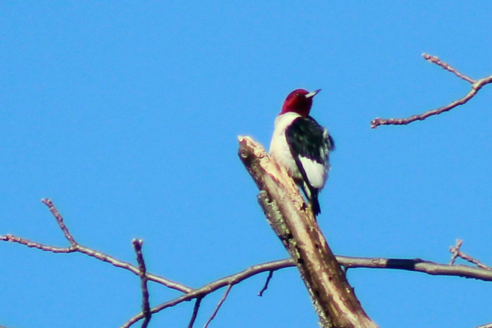 Red-headed Woodpecker, Cayuga Lake State Park © Niki Banke February 4, 2024