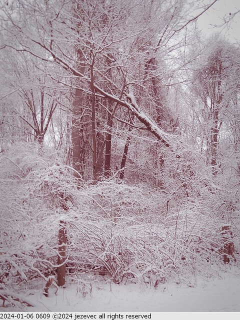 2024-01-06 0609 Eagle Creek Indianapolis - Winter Snow
