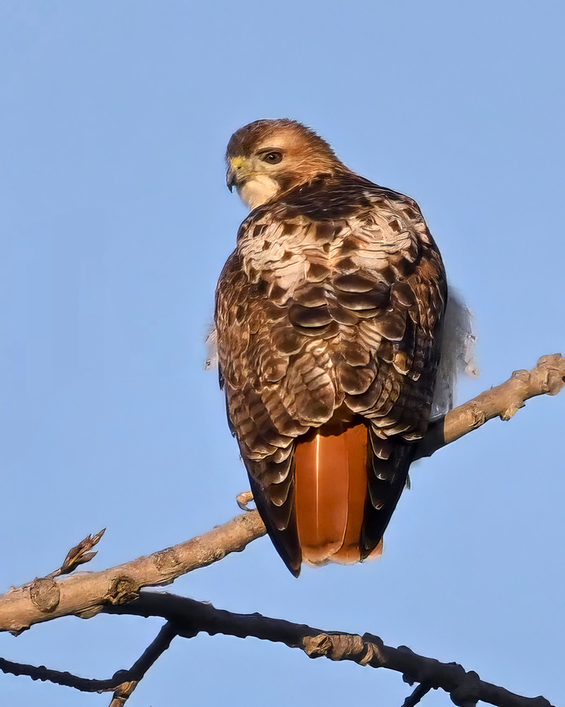 Red-tailed Hawk, Hogan Point Rd © Alan Bloom February 4, 2024