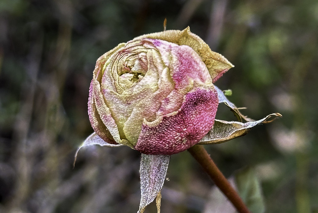 Rose blossom in the winter
