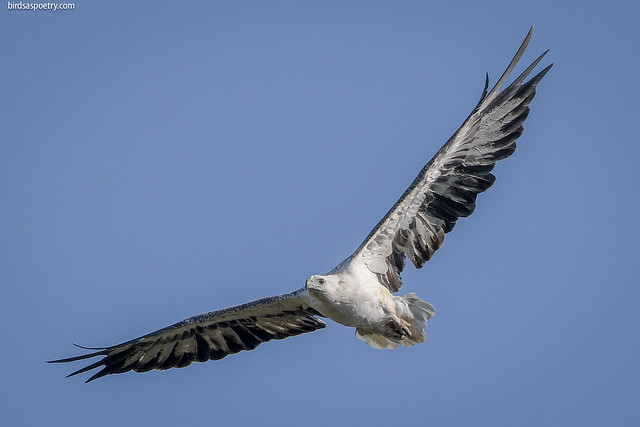 White-bellied Sea-eagle: Gotta Go